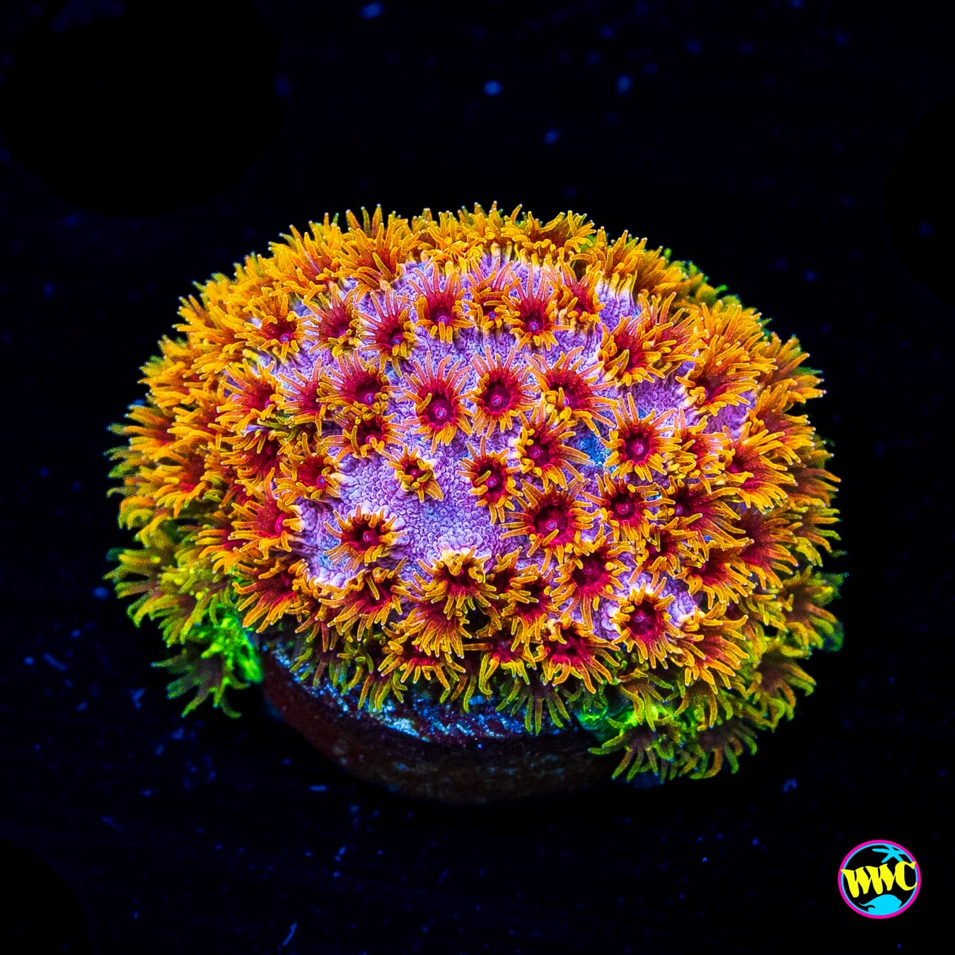 WWC Skittlez Bomb Cyphastrea - Actinic Photo