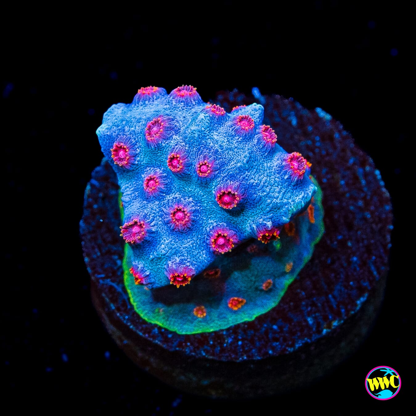 WWC Master Blaster Cyphastrea - Actinic Photo