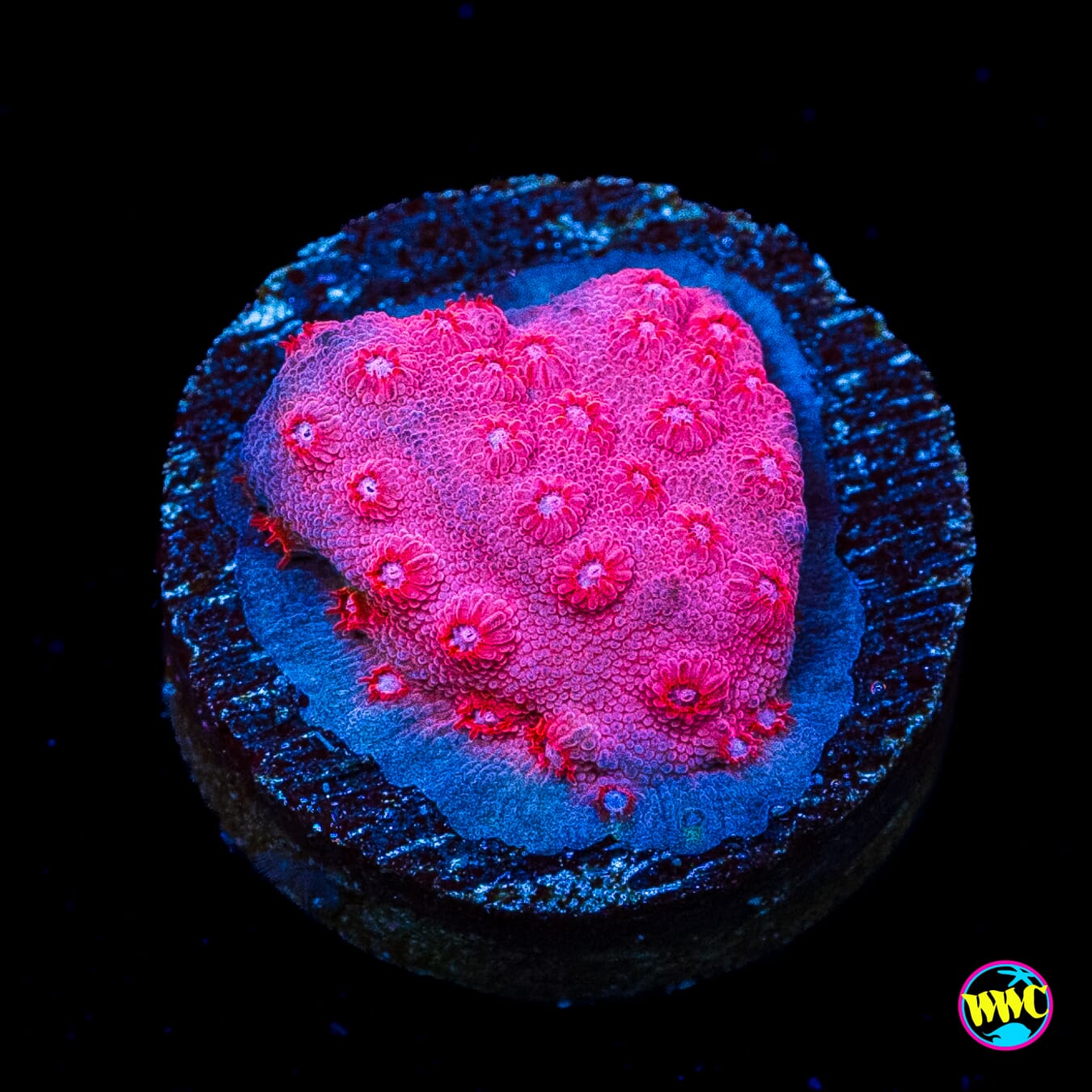 WWC Pinky Cyphastrea - Actinic Photo