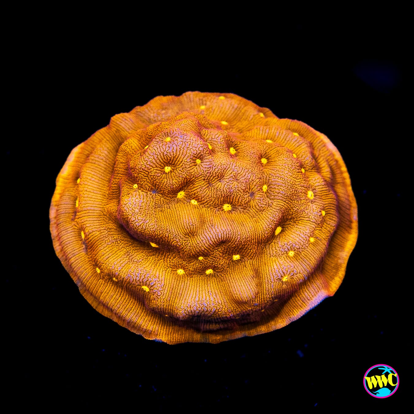 Jason Fox Sun God Leptoseris - Actinic Photo