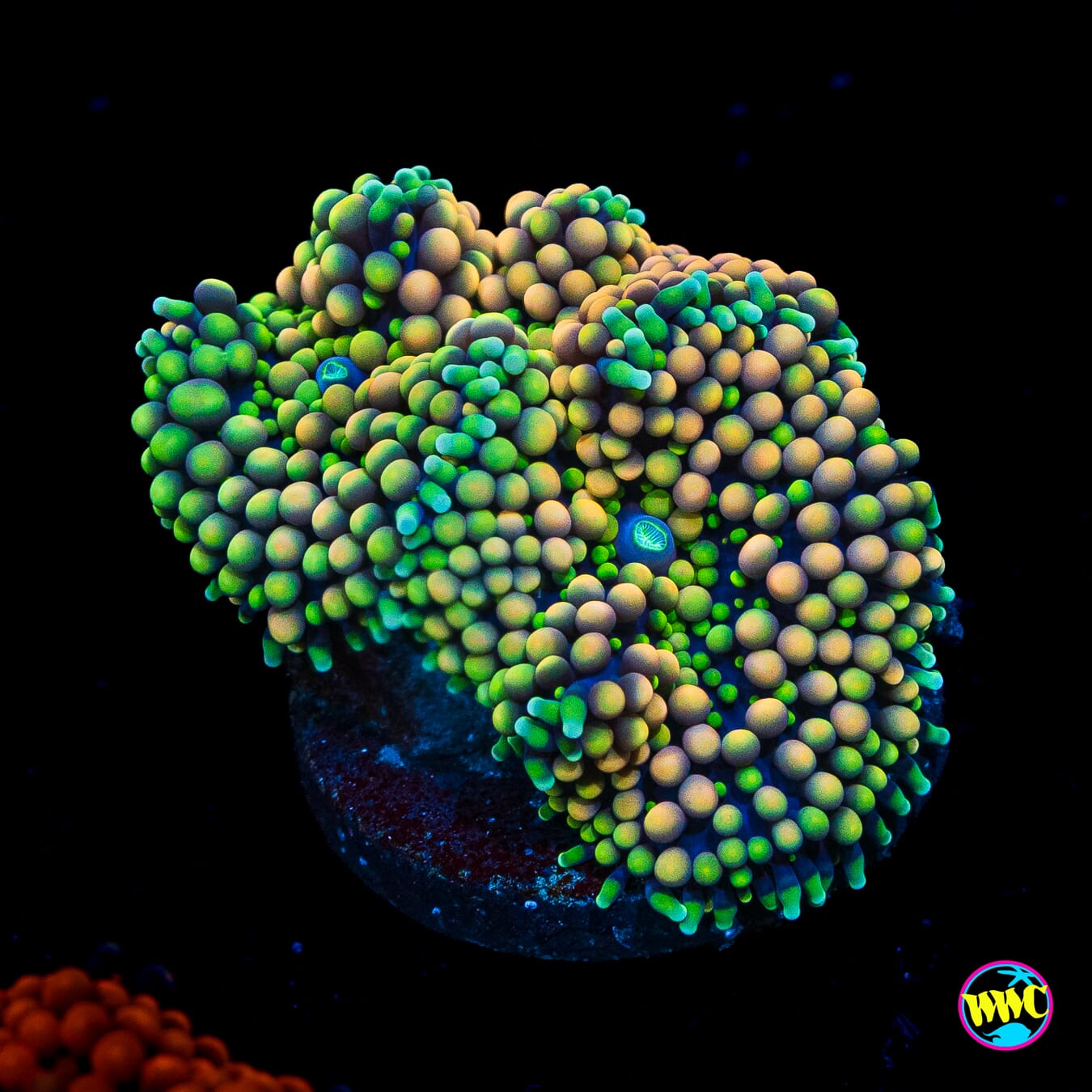 Peachy King Ricordea Mushroom - Actinic Photo