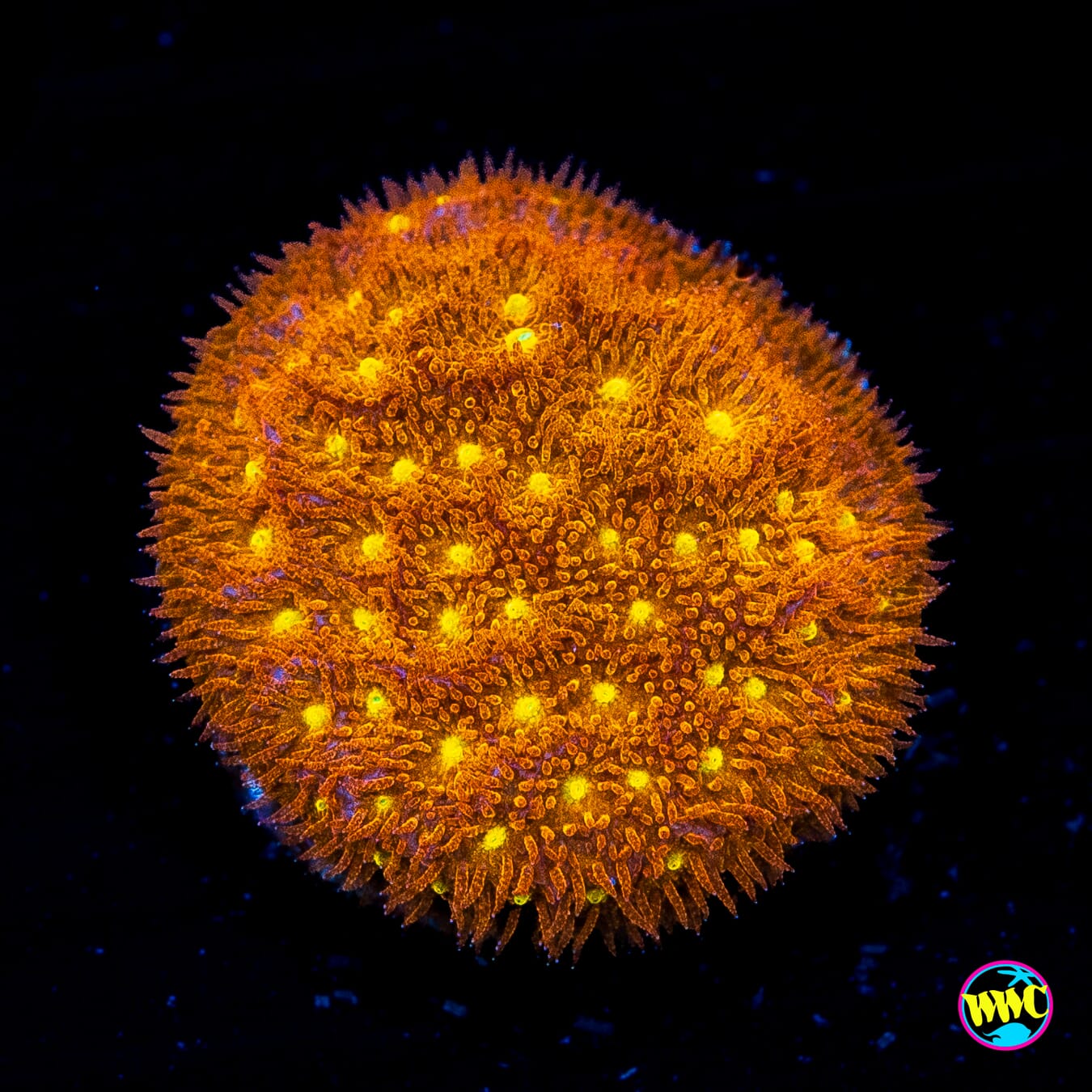 WWC Golden Psammocora - Actinic Photo