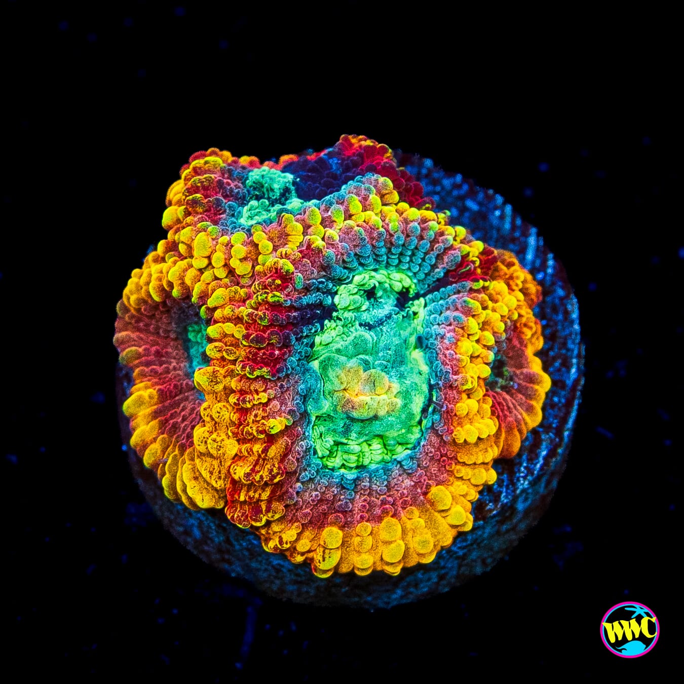 Yellow Submarine Favia - Actinic Photo