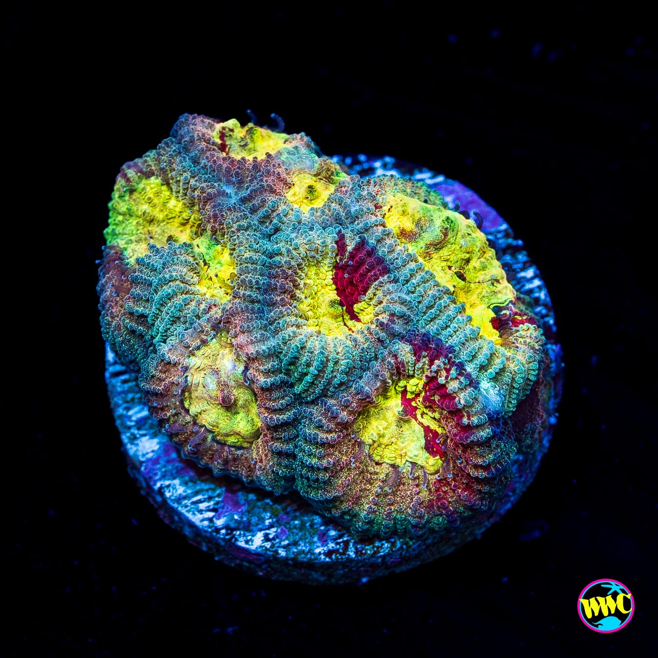 WWC Diversity Favia - Actinic Photo