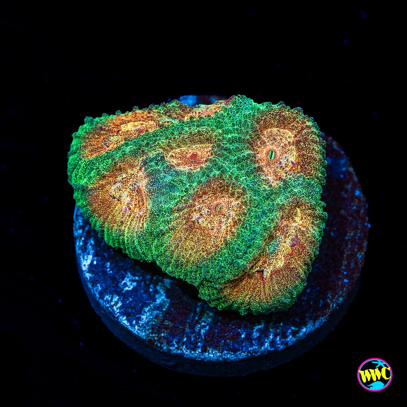 WWC Golden Goose Favia - Actinic Photo