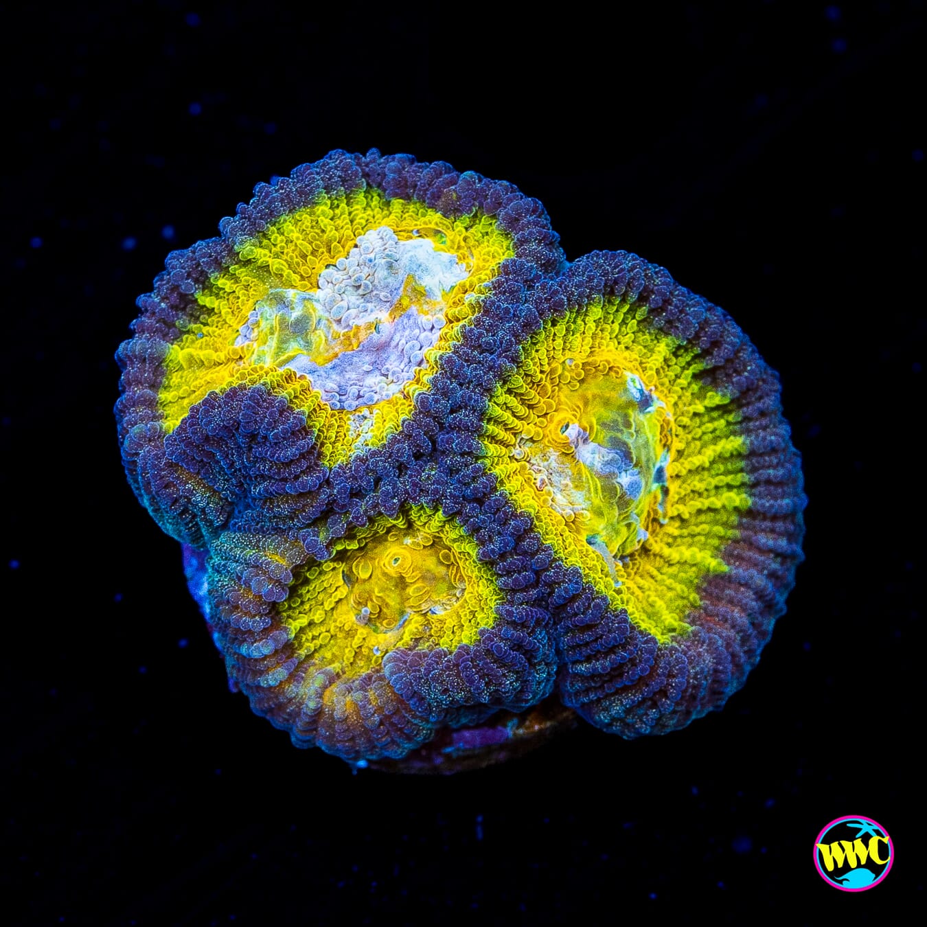 WWC Blue Lobster Favia - Actinic Photo