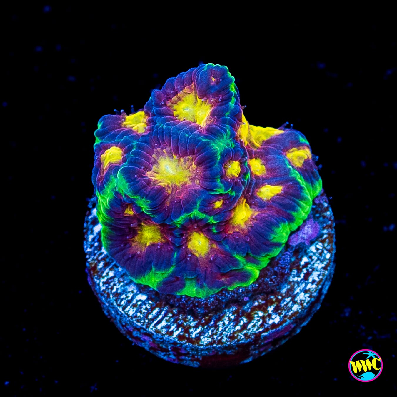 Jason Fox Alien Anti Venom Favites - Actinic Photo