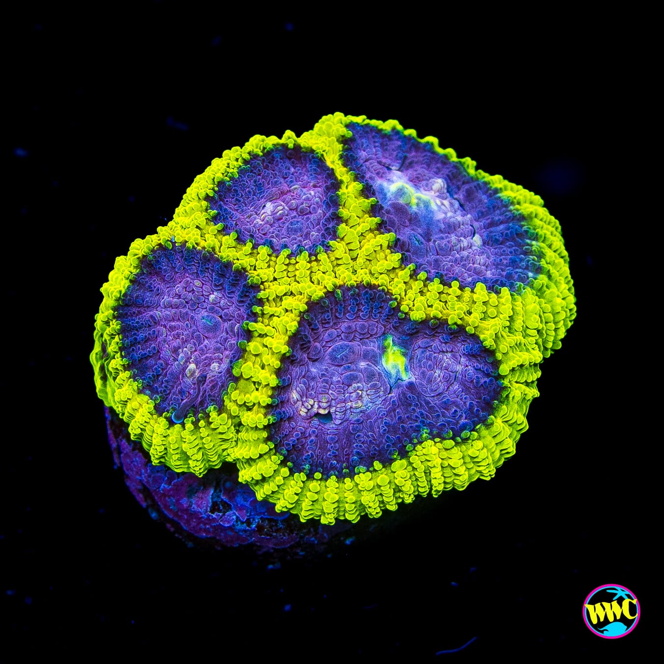 WWC Space Monkey Favia - Actinic Photo
