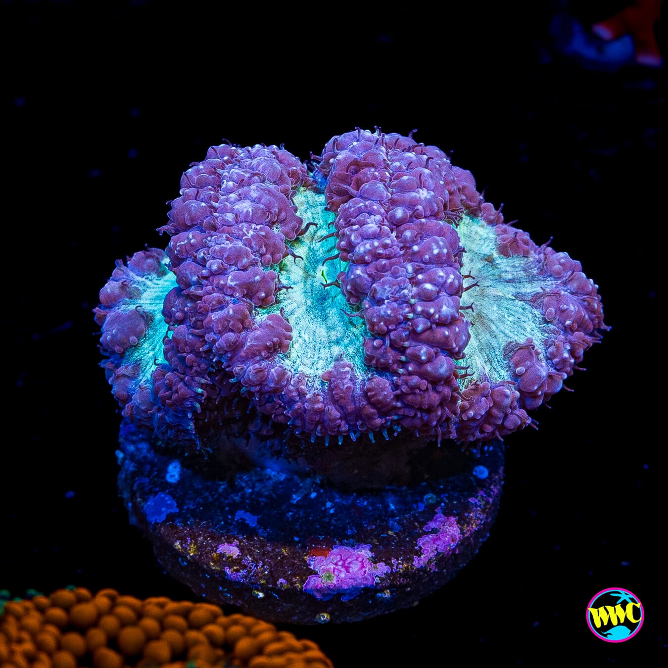 Snow Berry Blastomussa - Actinic Photo