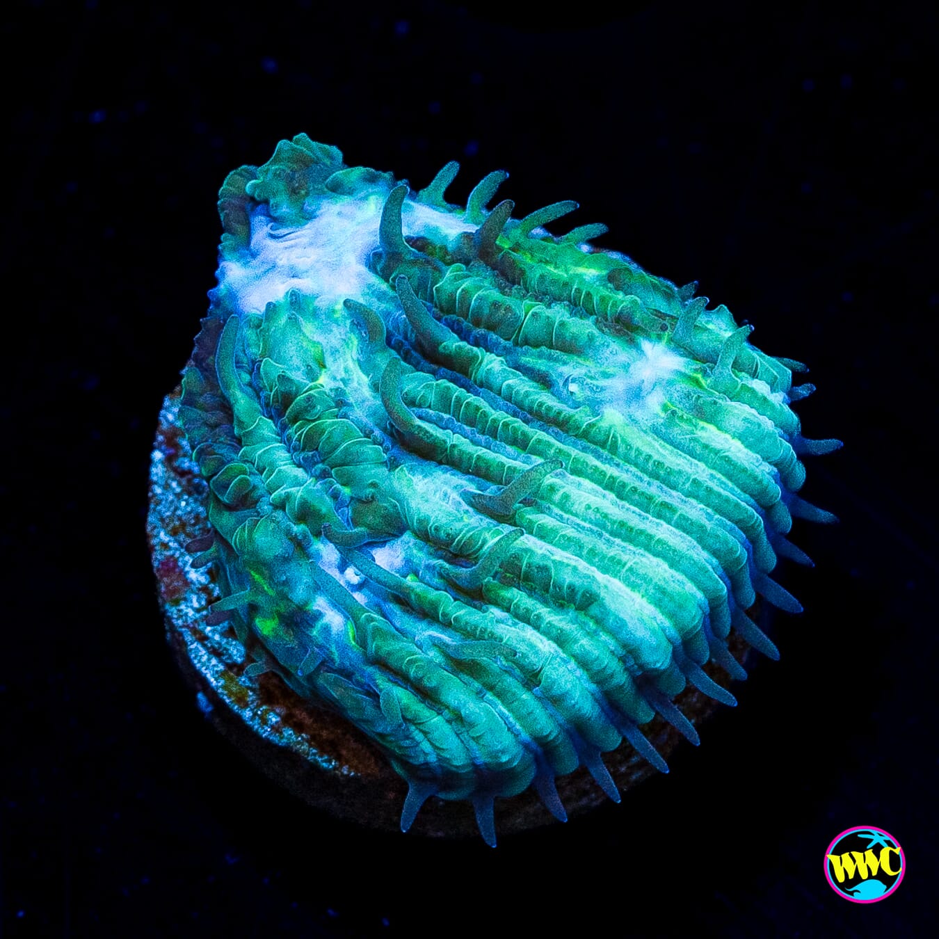 WWC Ice Sheet Lithophyllon - Actinic Photo