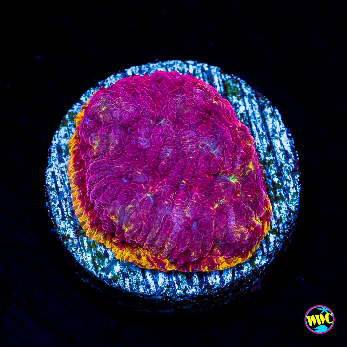WWC Immolation Lithophyllon - Actinic Photo