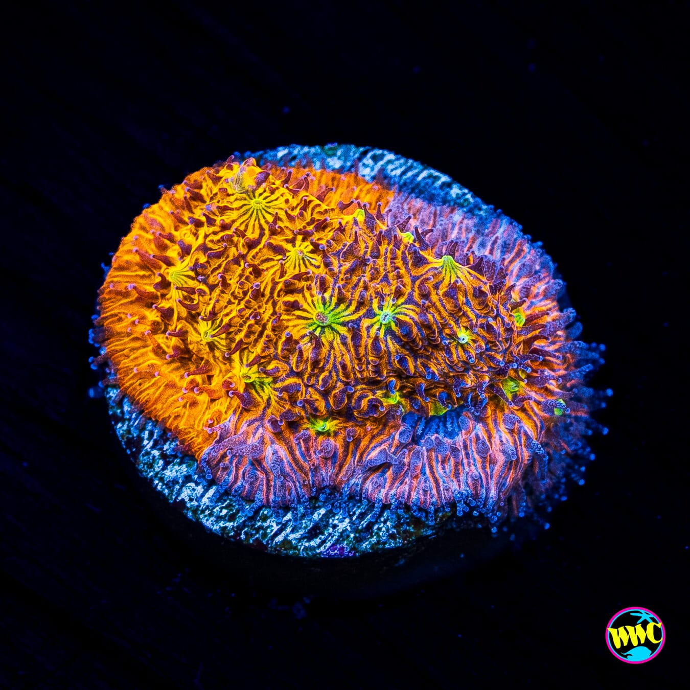 WWC Grafted C3PO Lithophyllon - Actinic Photo