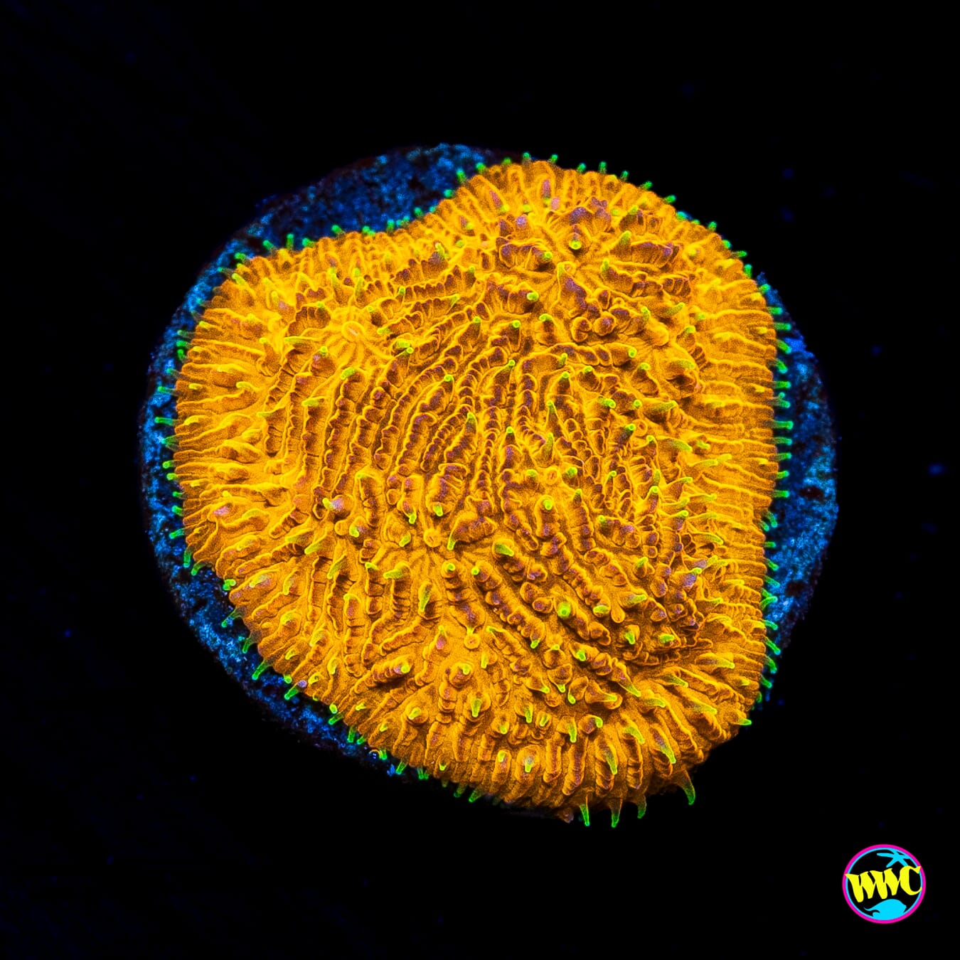 WWC Honeysickle Lithophyllon - Actinic Photo