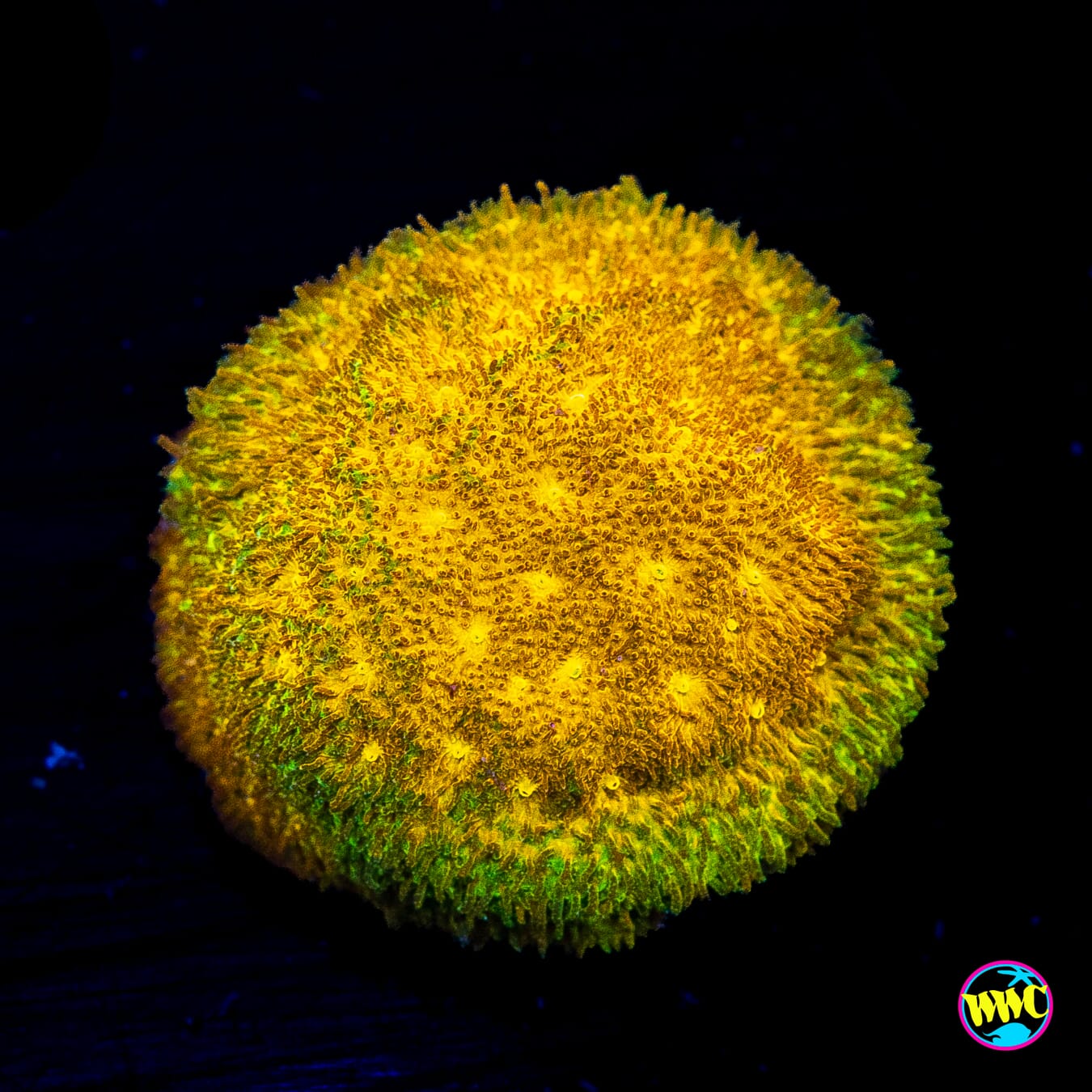 TG Watermelon Psammocora - Actinic Photo