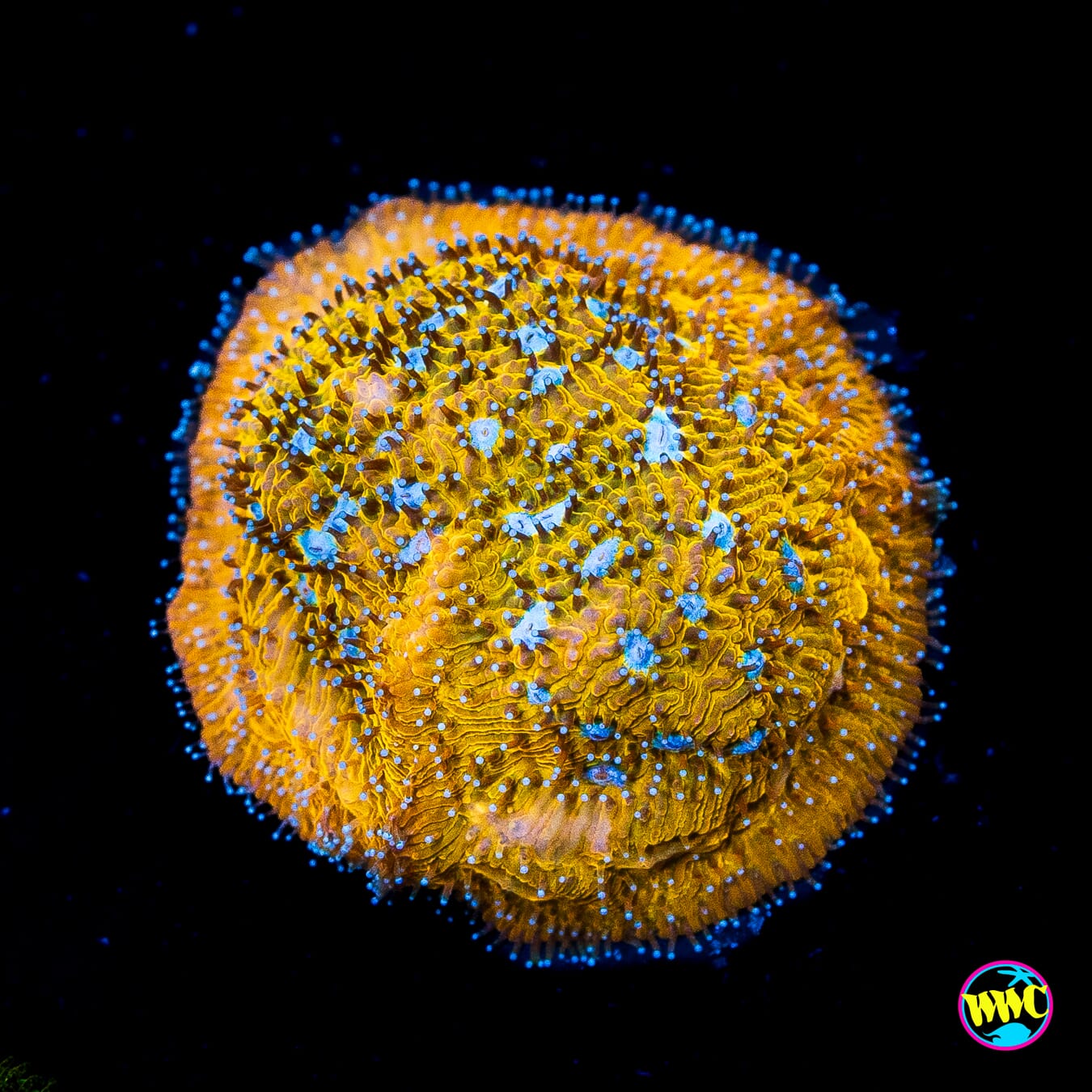 WWC Cheetah Lithophyllon - Actinic Photo