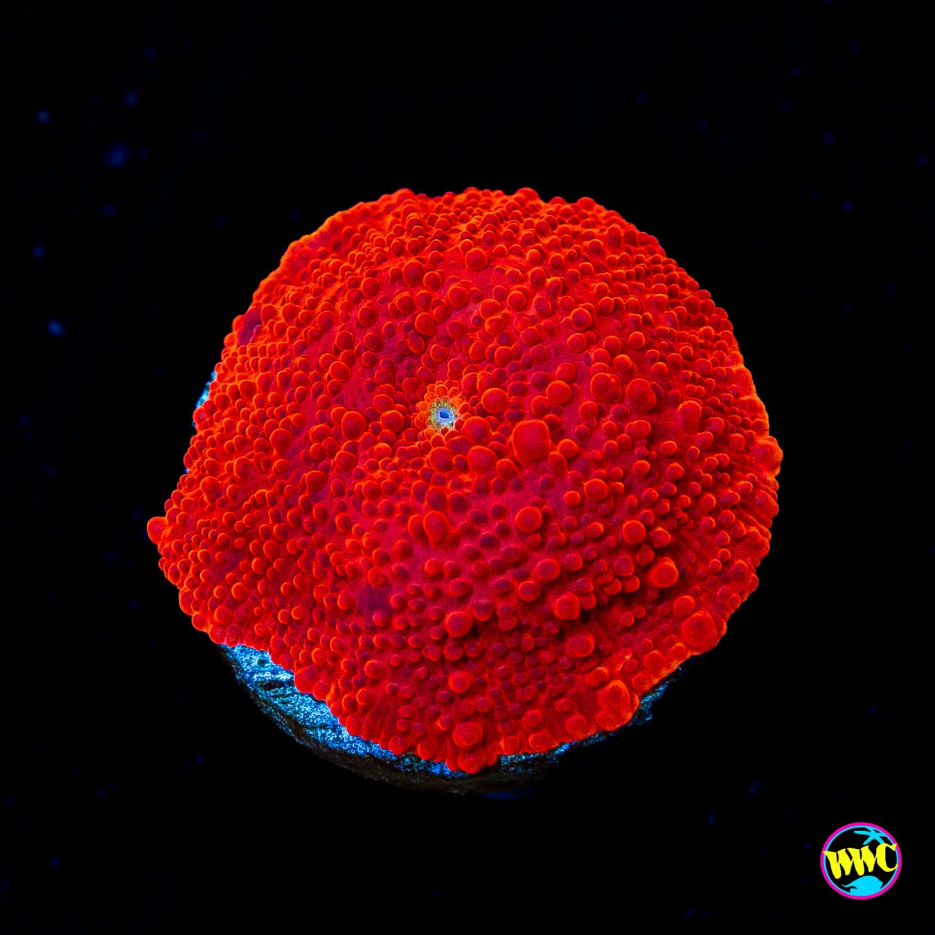 Super Red Disco Mushroom - Actinic Photo