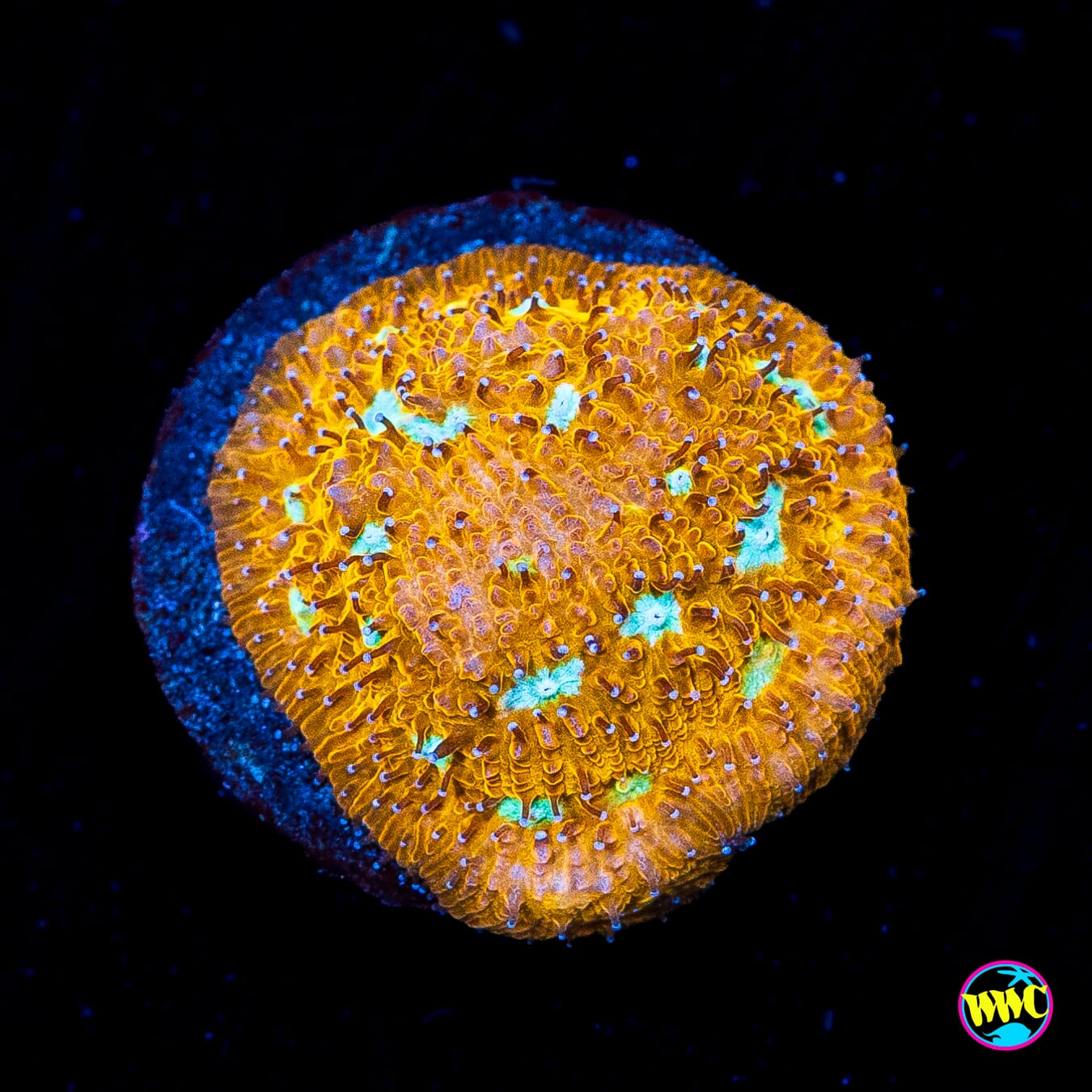 WWC Cheetah Lithophyllon - Actinic Photo