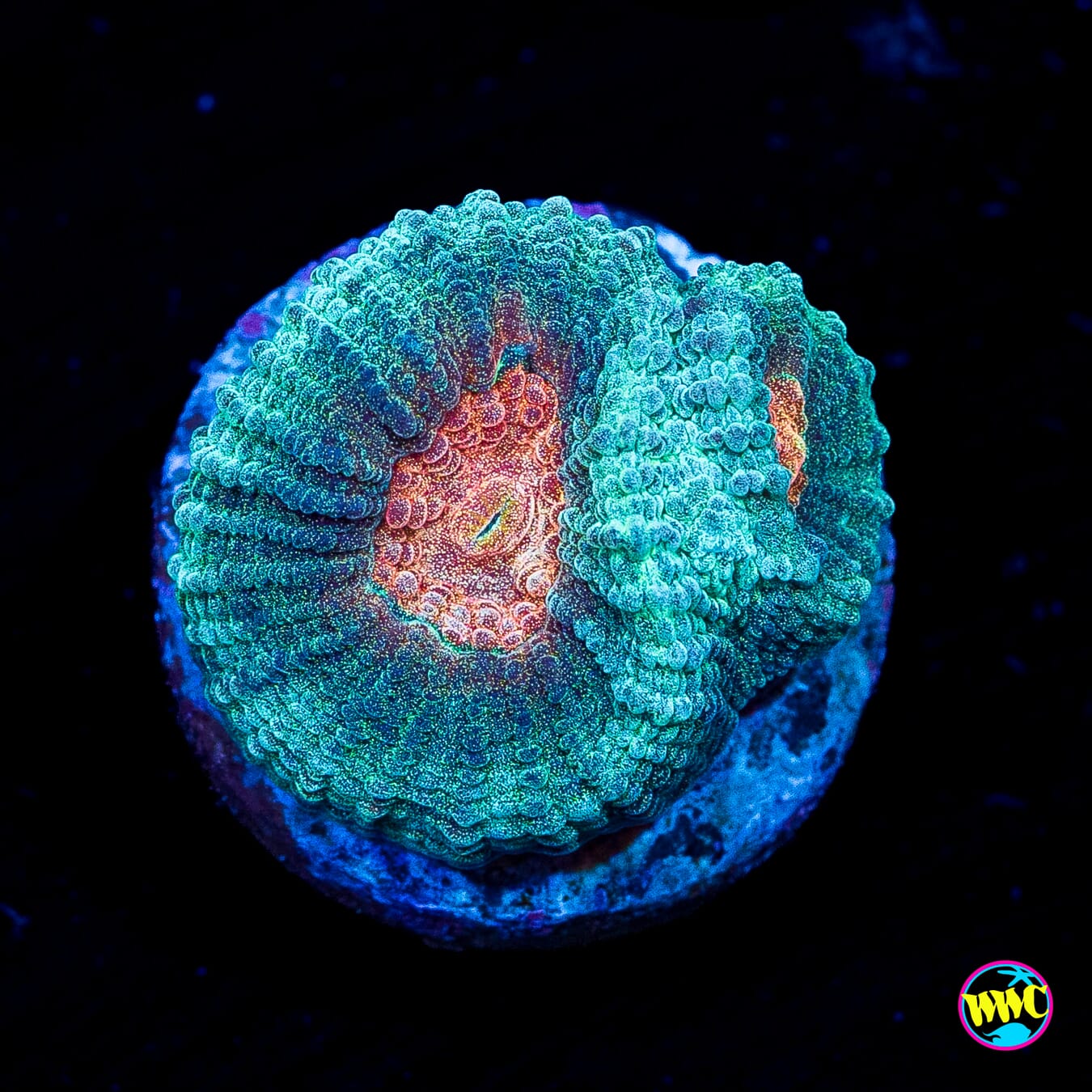 WWC Rambo Favia - Actinic Photo