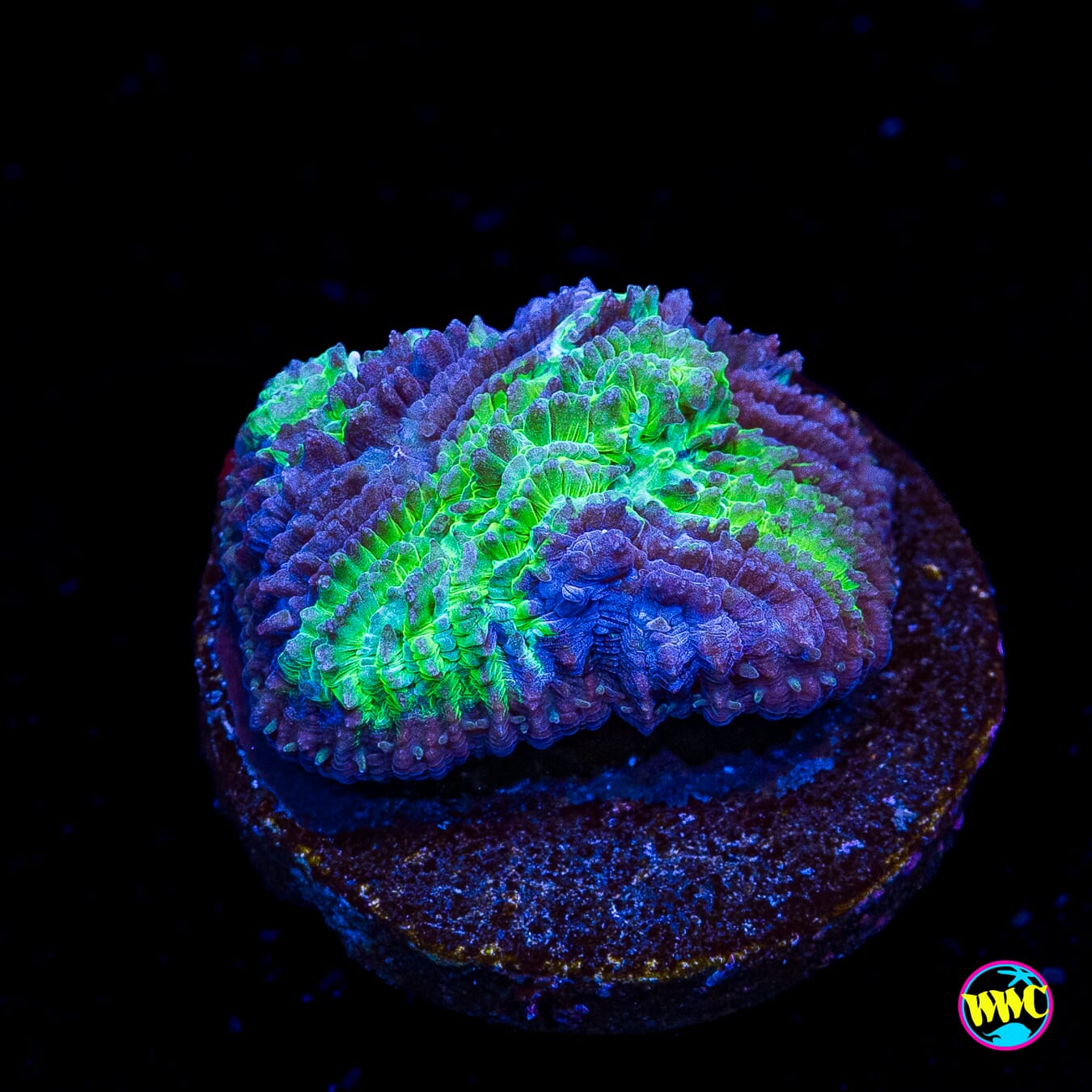 WWC Treefrog Tongue Coral - Actinic Photo
