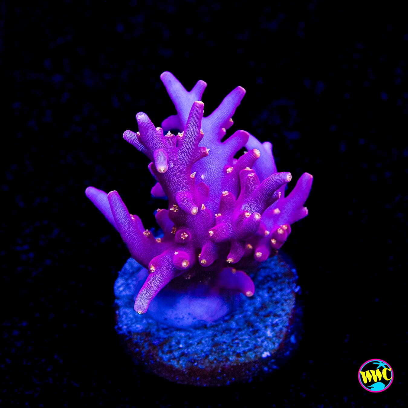 WWC Red Ferrari Acropora - Actinic Photo