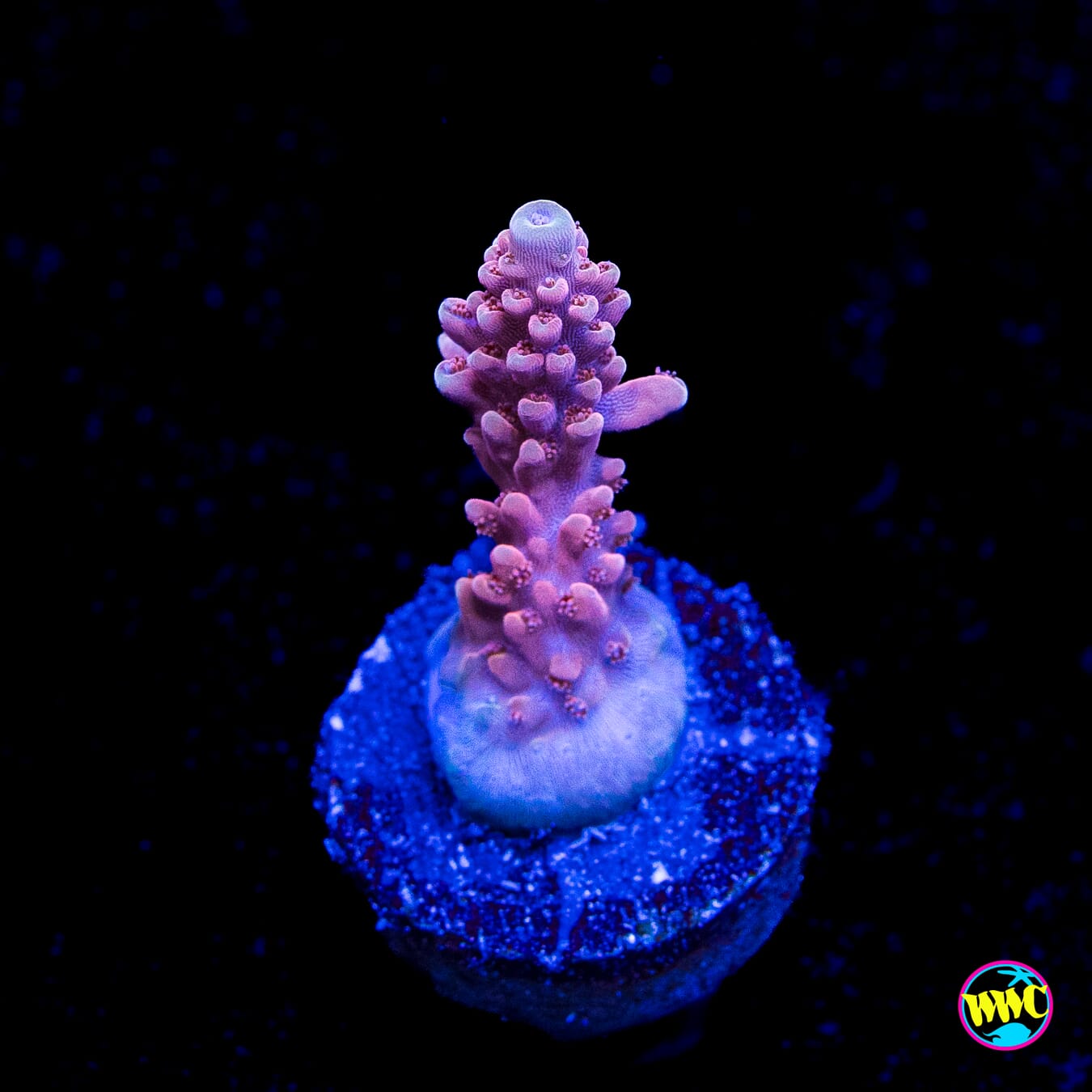 WWC Inner Planet Acropora - Actinic Photo