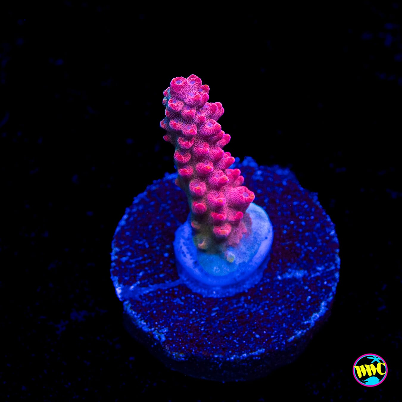 WWC Boom Sauce Acropora - Actinic Photo