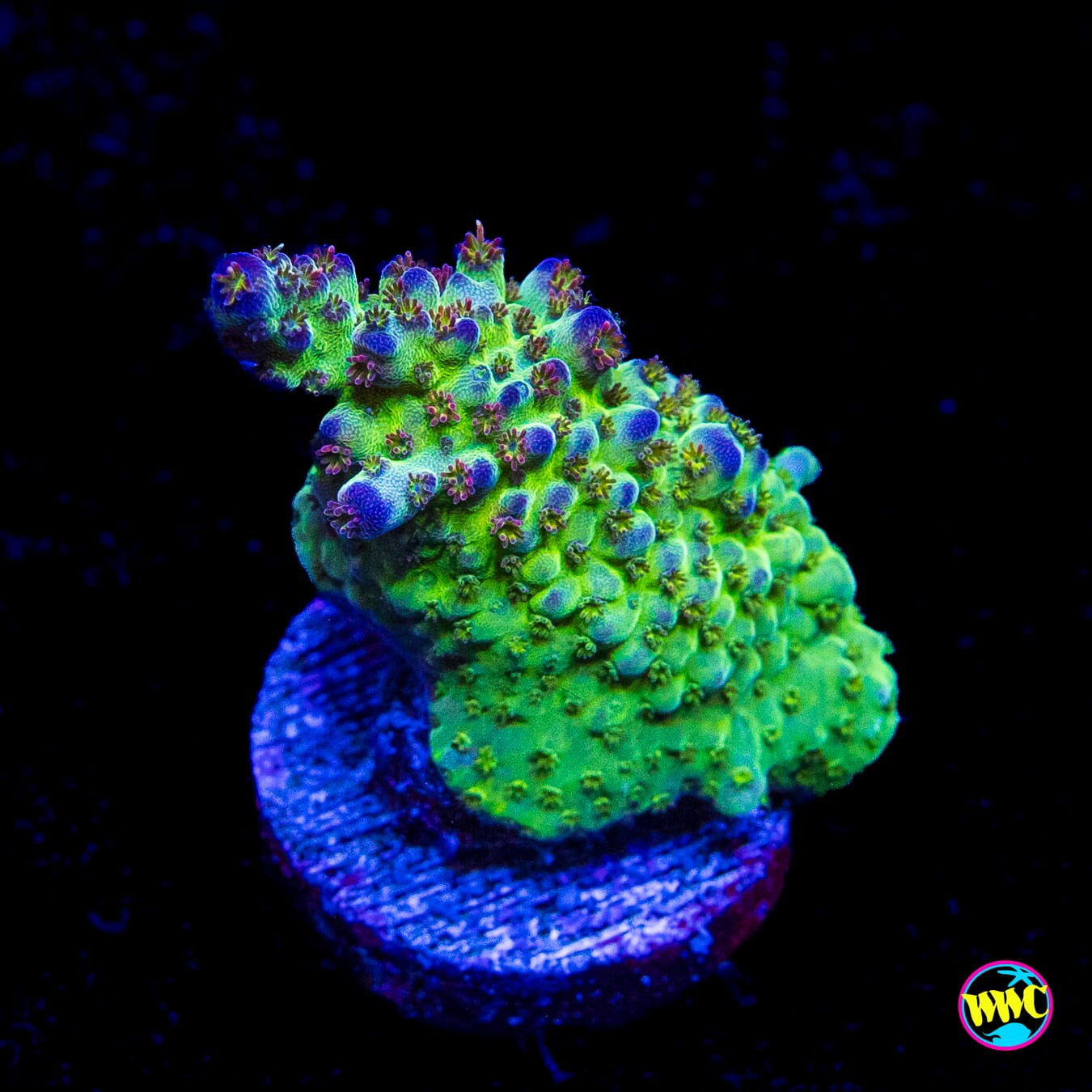 JKR Rainbow Acropora - Actinic Photo