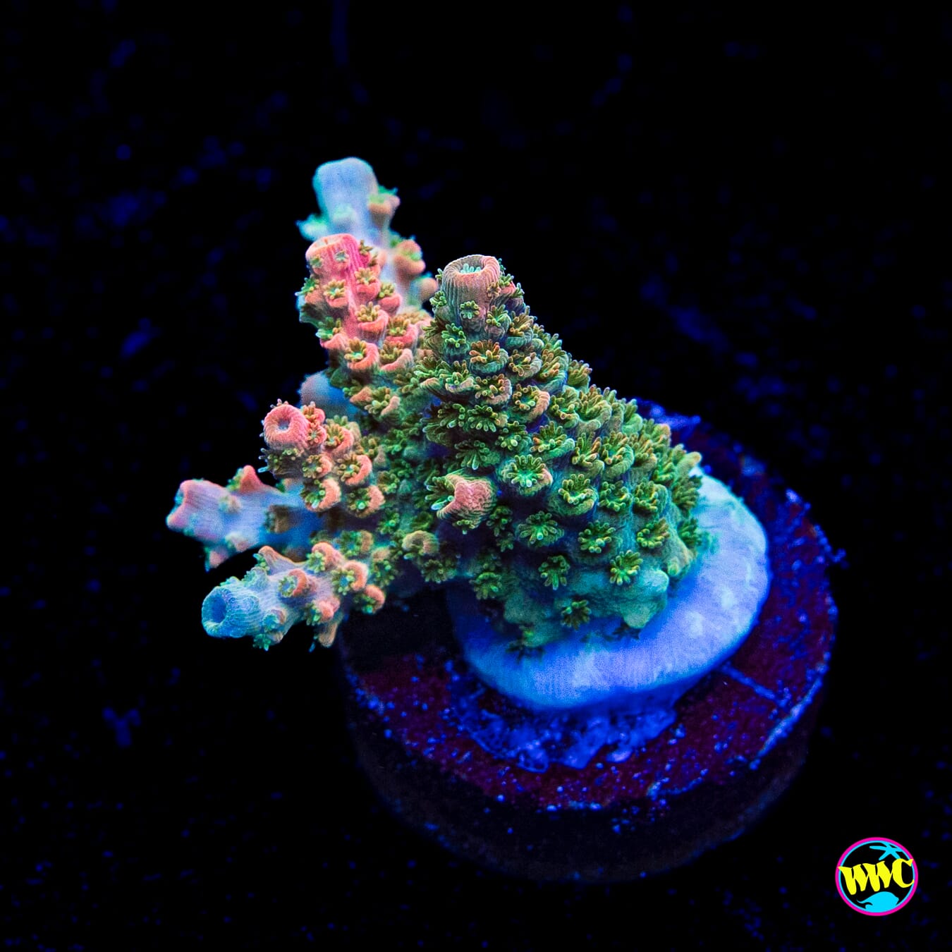 Bill Murray Acropora - Actinic Photo