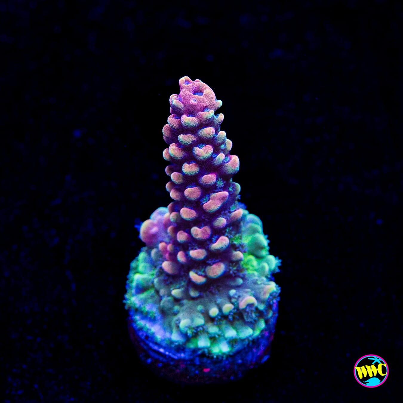 WWC Pink Dragonyte Acropora - Actinic Photo