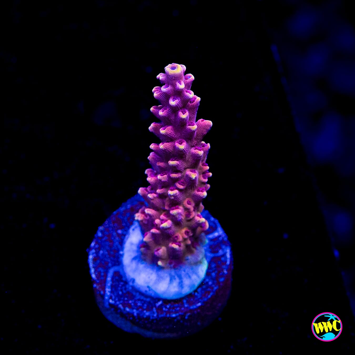 WWC Terra Red Acropora - Actinic Photo
