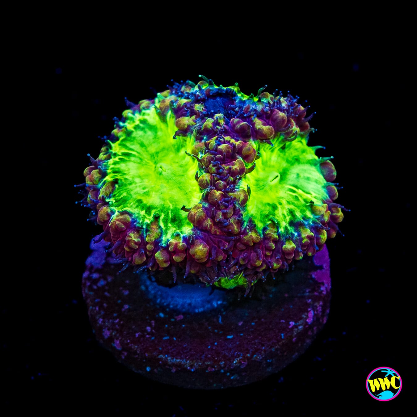 Wild Cherry Blastomussa - Actinic Photo