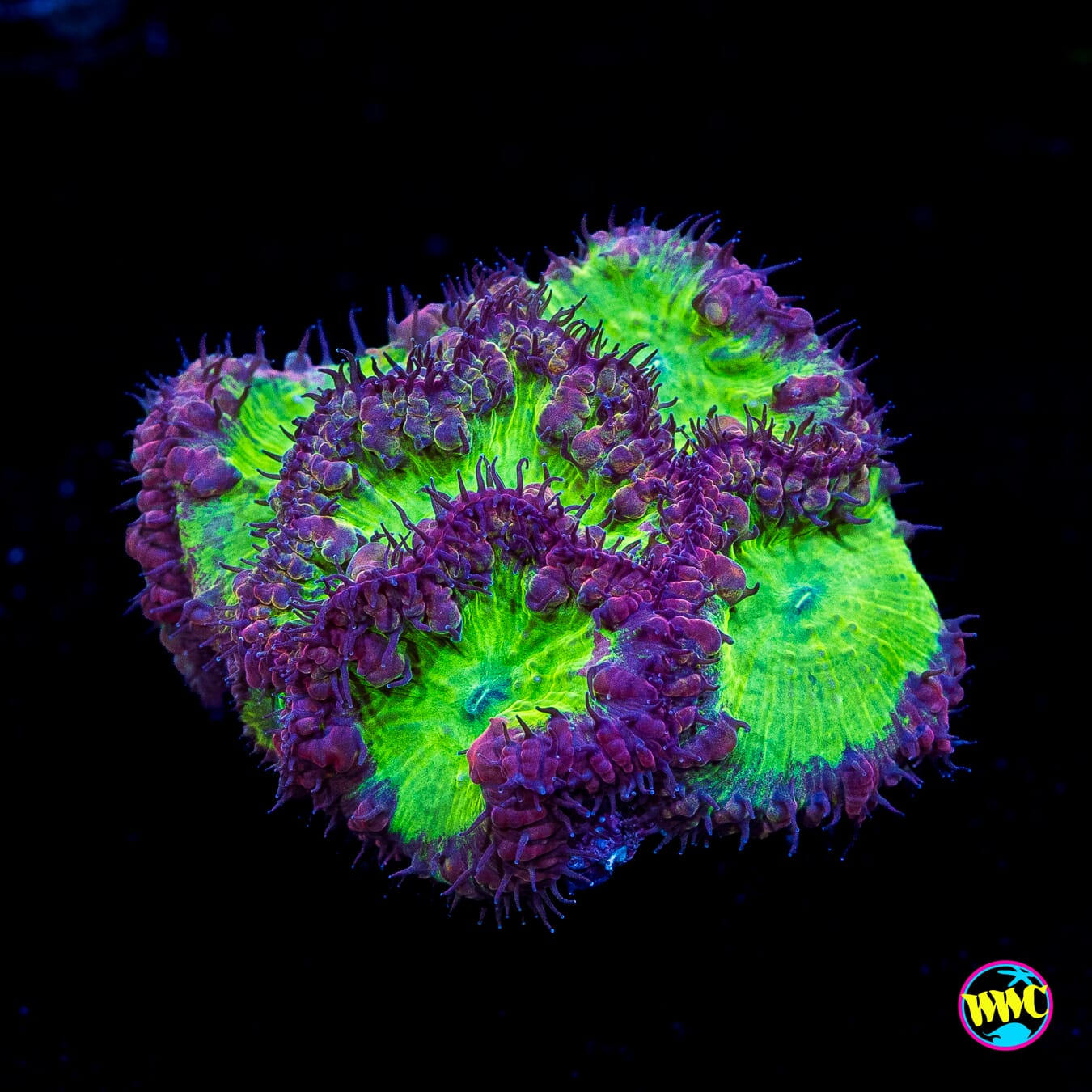 Warlock Blastomussa - Actinic Photo