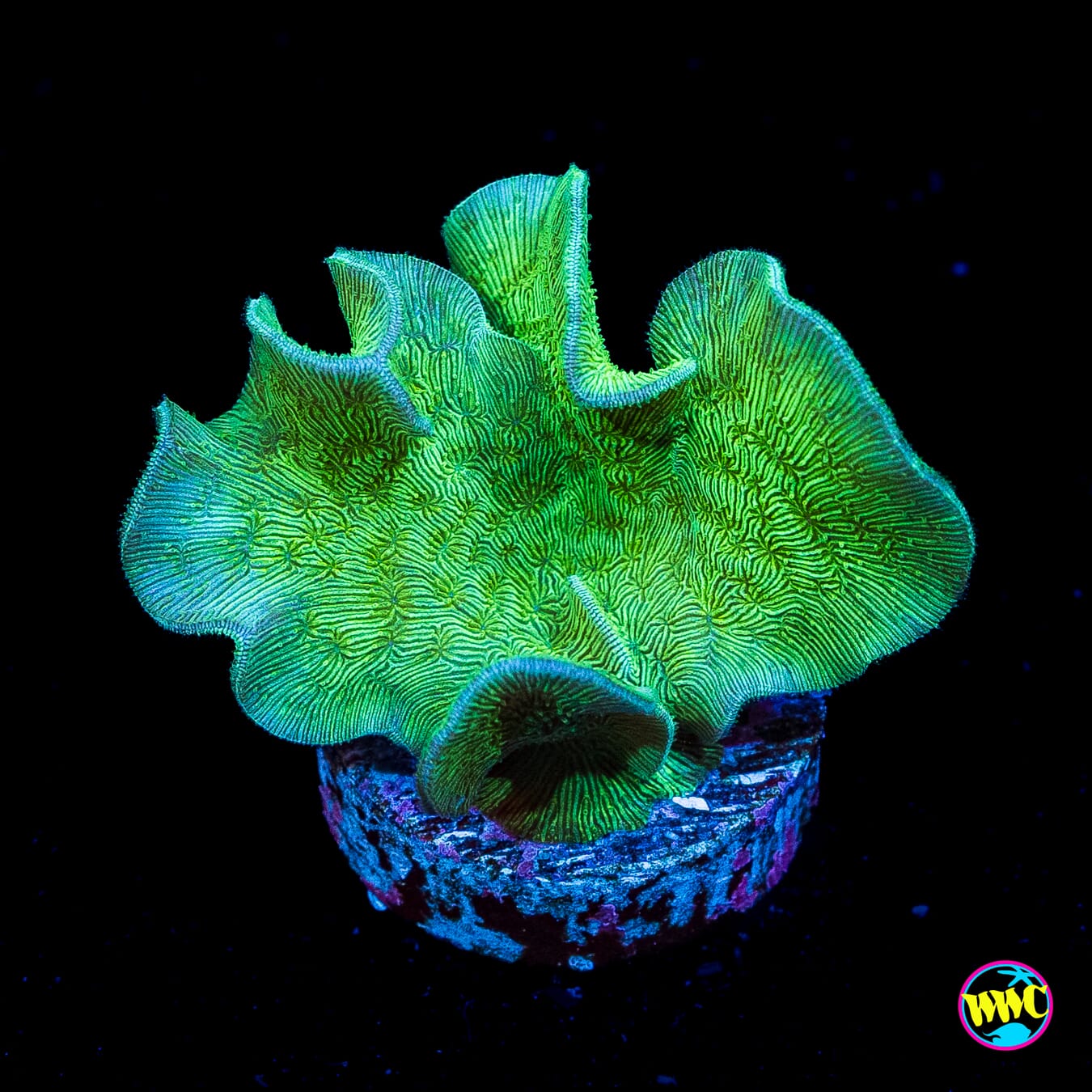 WWC Cactus Pavona - Actinic Photo