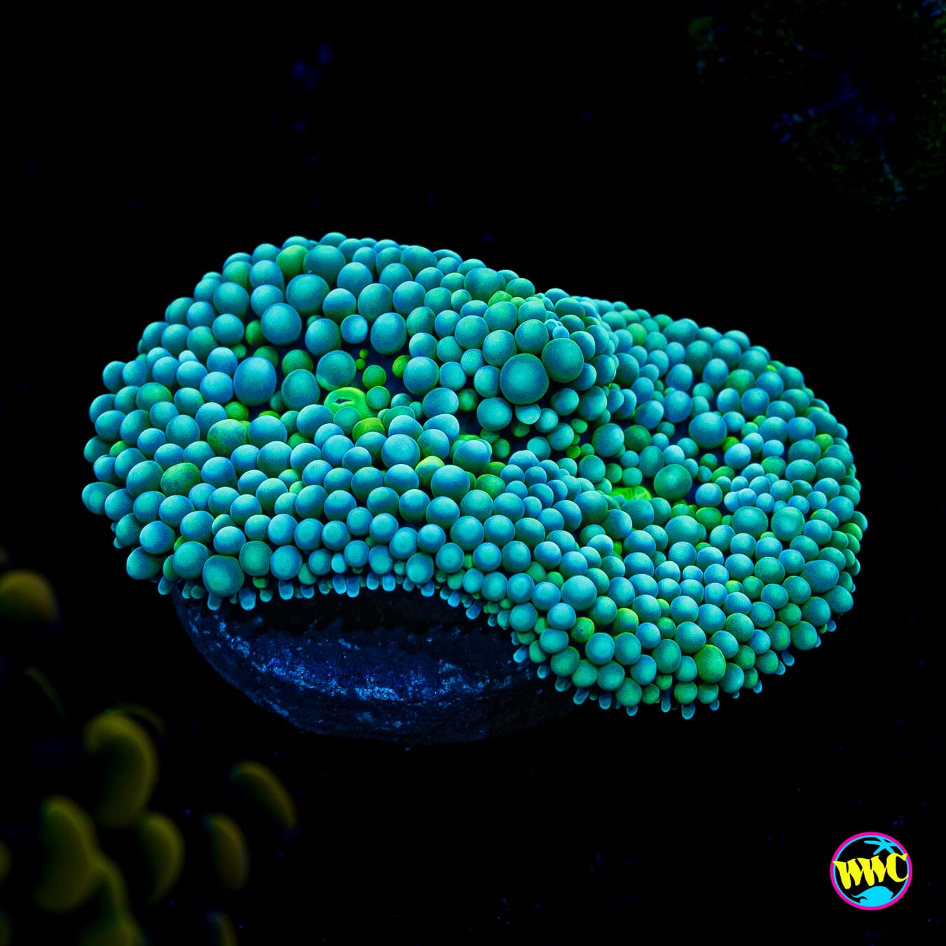 Sour Willy Ricordea Mushroom - Actinic Photo