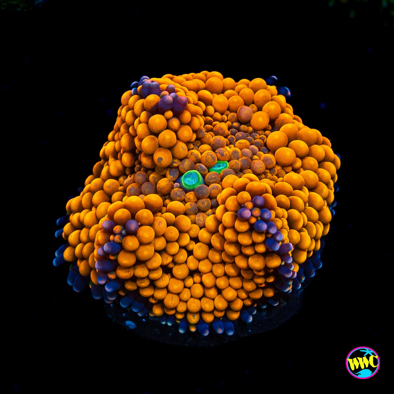 Citrus Groves Ricordea Mushroom - Actinic Photo