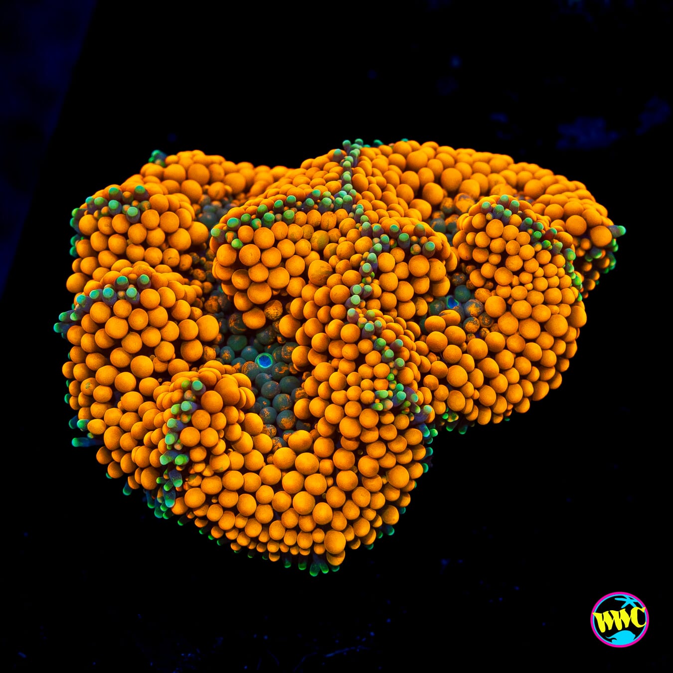 Blood Orange Ricordea Mushroom - Actinic Photo