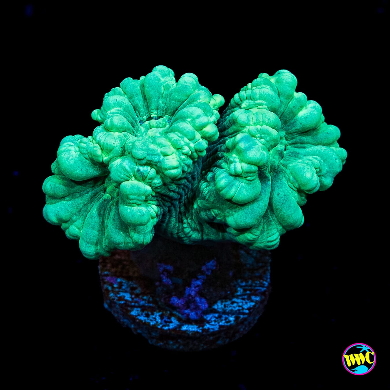 Turquoise Candy Canes - Actinic Photo