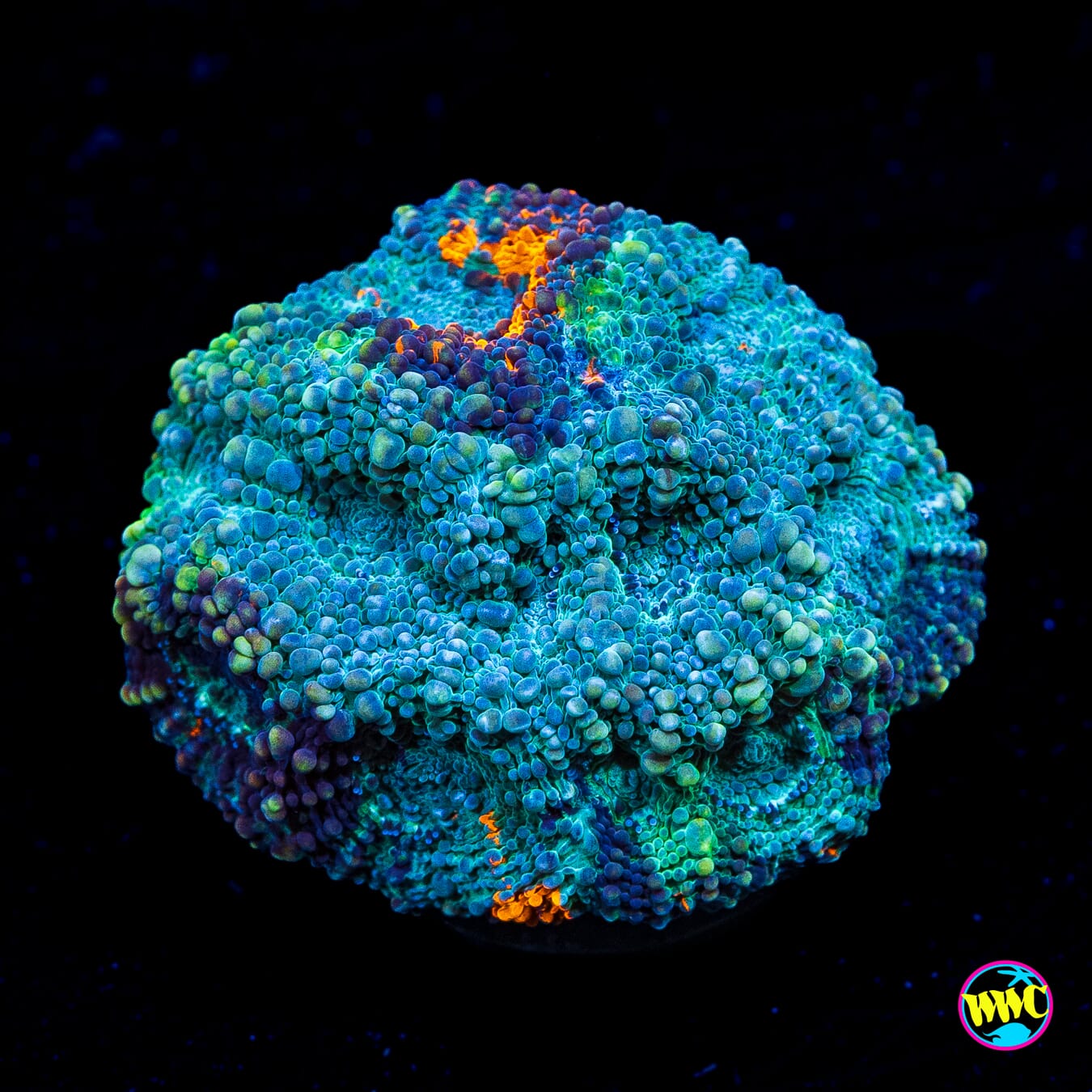 Earthbound Echinata - Actinic Photo