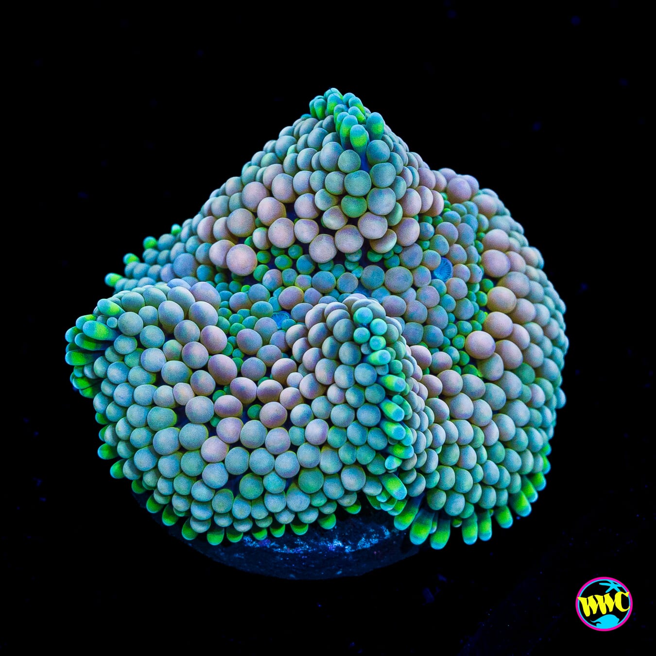 Peachy Mojito Ricordea Mushroom - Actinic Photo