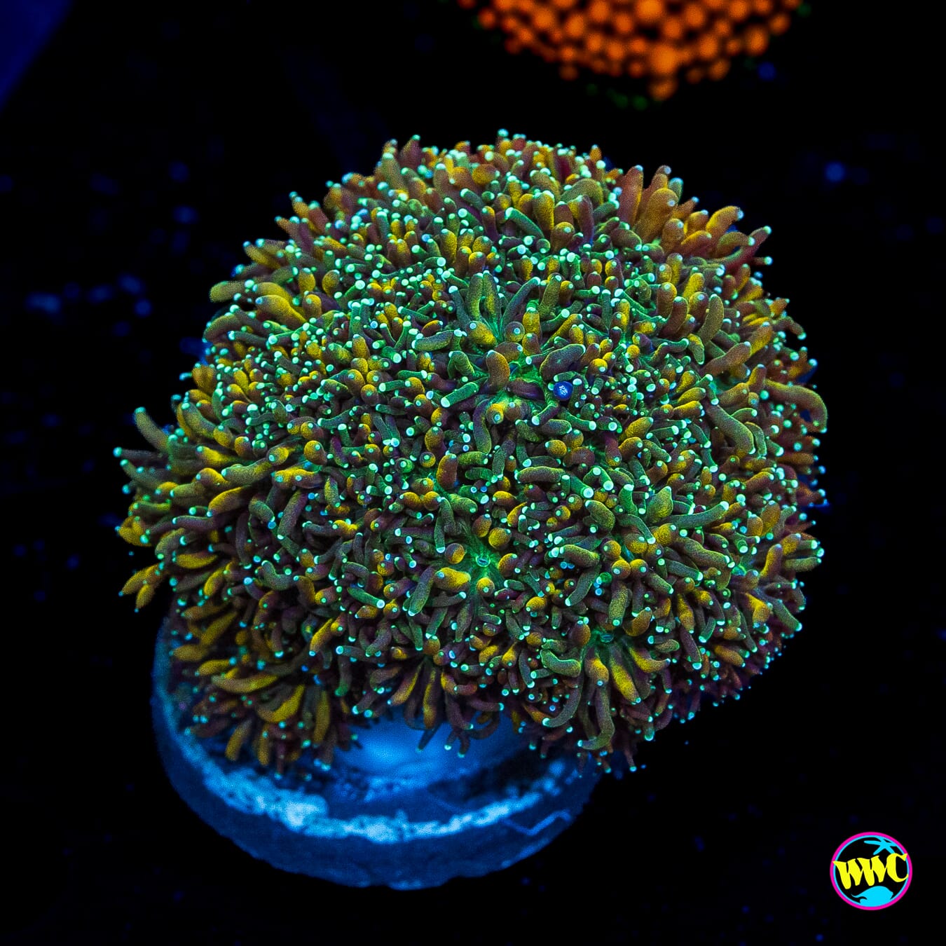 WWC Cyclops Galaxea - Actinic Photo