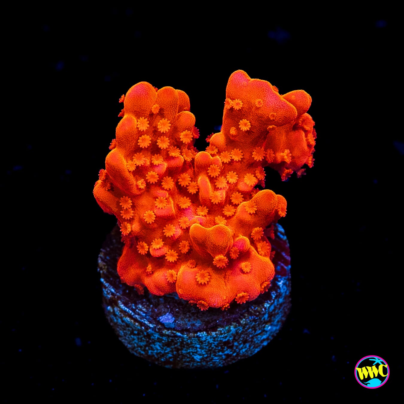 Tyree Setosa Montipora - Actinic Photo