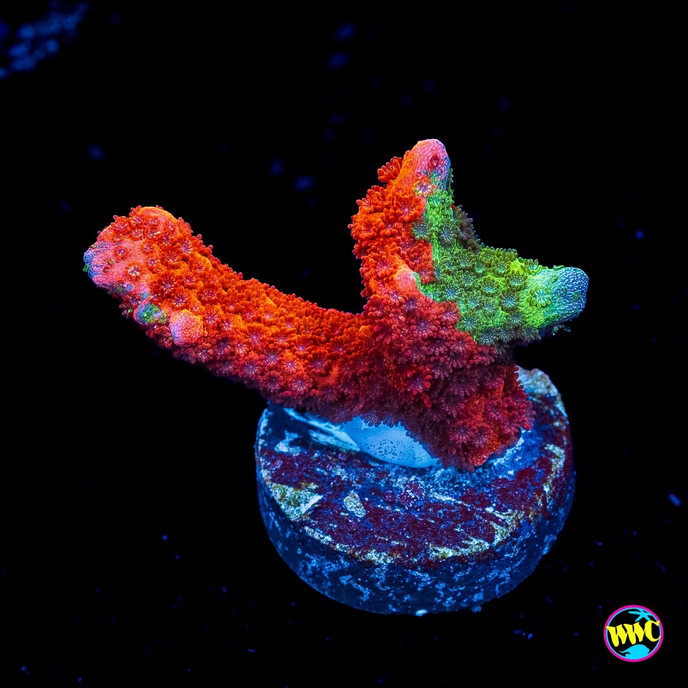 WWC Contraband Digitata Montipora - Actinic Photo