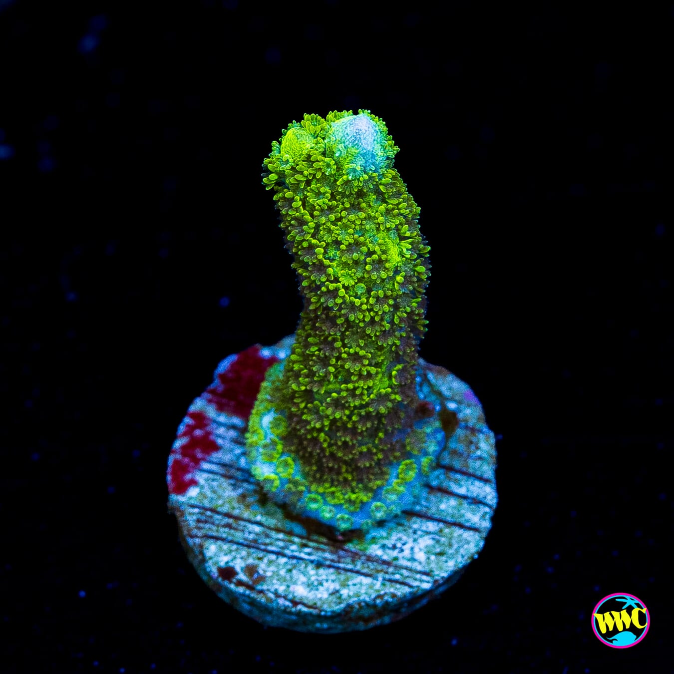 Green Digitata Montipora - Actinic Photo