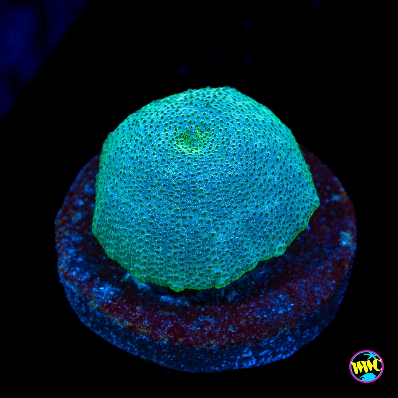 Iguana Disco Mushroom - Actinic Photo