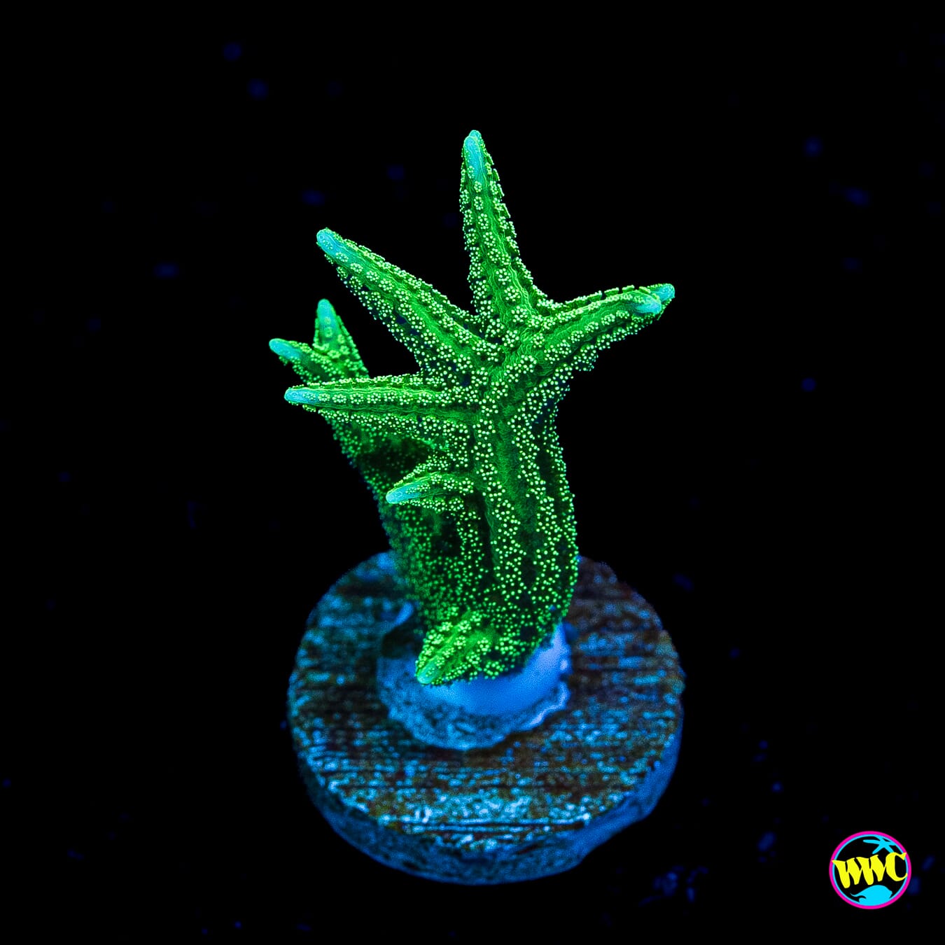 RW Jade Dragon Birdsnest - Actinic Photo