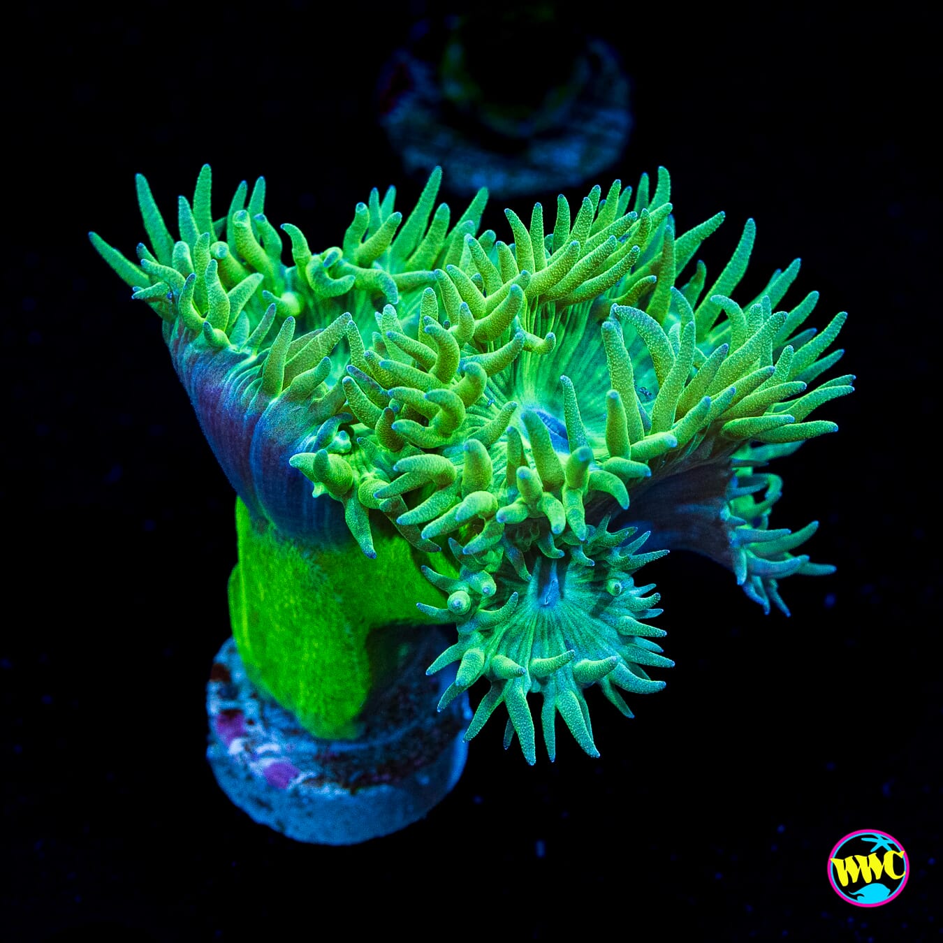 Neon Duncan - Actinic Photo