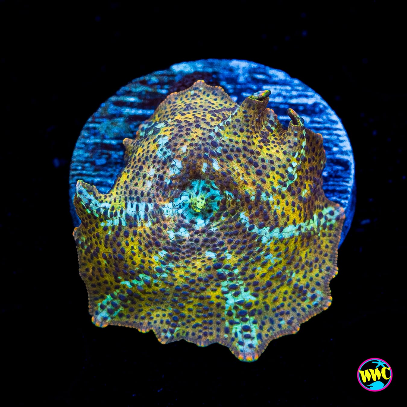 Tiger Eye Disco Mushroom - Actinic Photo