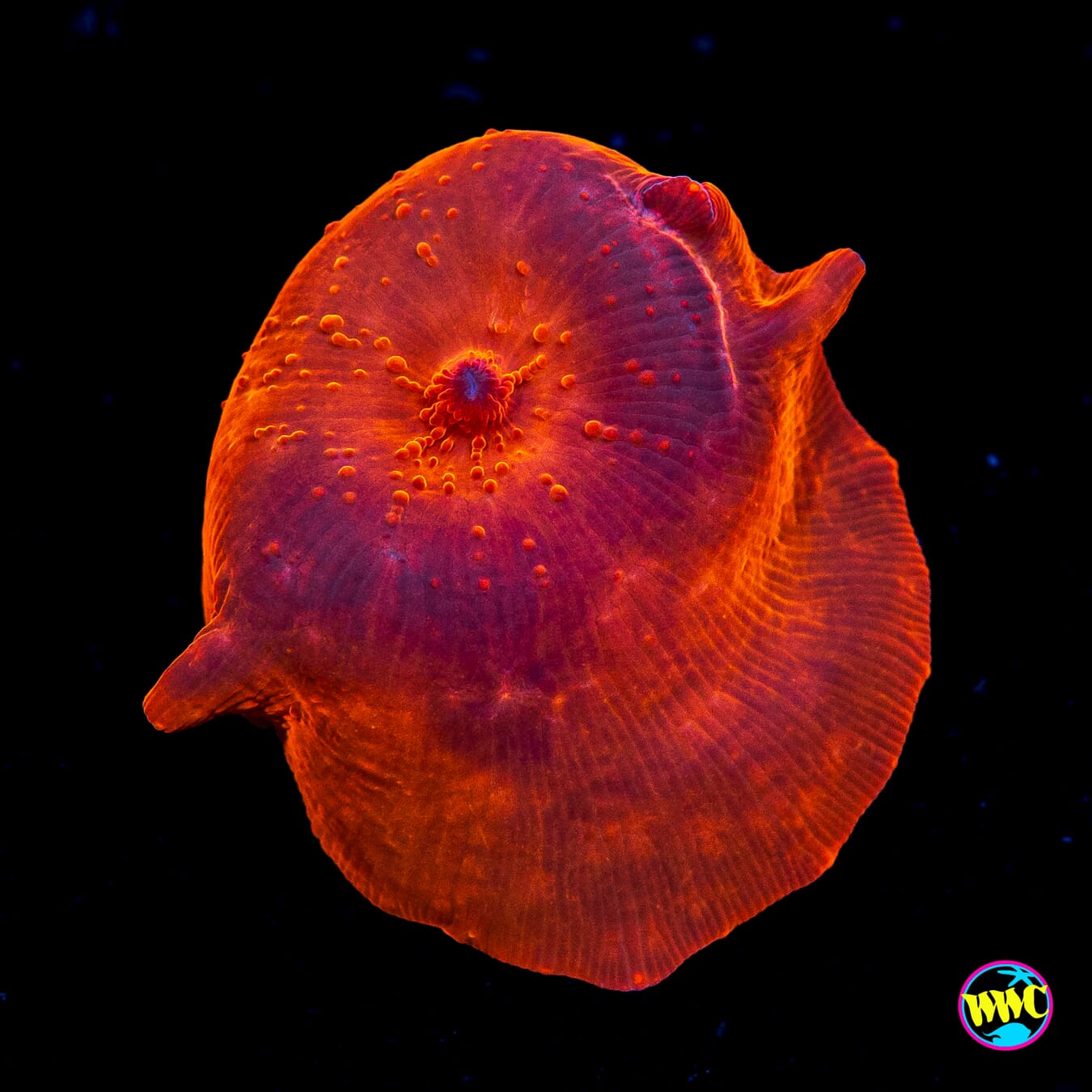 WWC King Tut Disco Mushroom - Actinic Photo