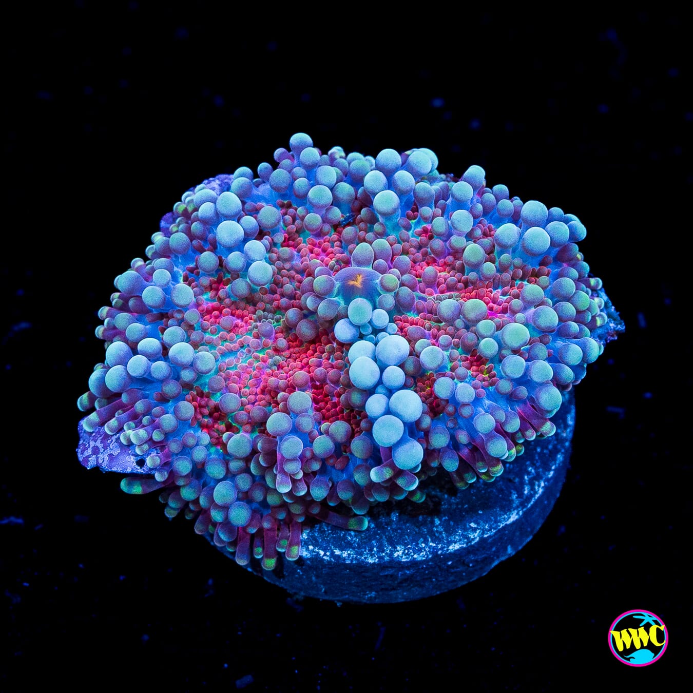 Frosted Nurple Yuma Mushroom - Actinic Photo