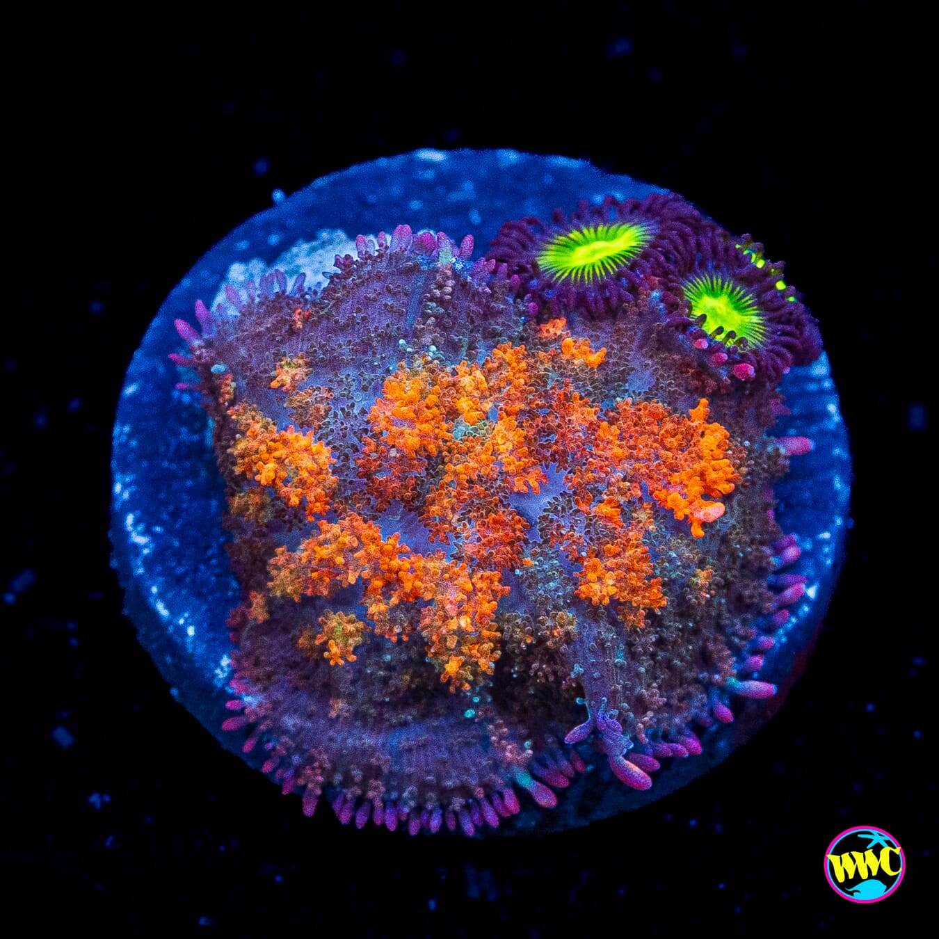 Carrot Top Carpet Rhodactis Combo Mushroom - Actinic Photo